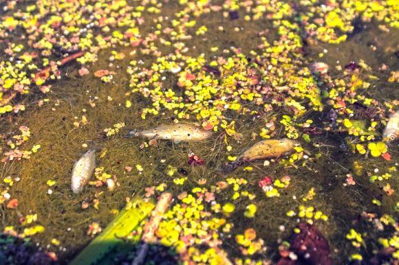 Поблизу Житомира у річці Тетерів масово гине риба на сайті 20minut.ua Поблизу Житомира у річці Тетерів масово гине риба, фото №2 на сайті 20minut.ua