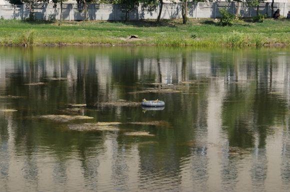 На Тяжилові в озері плаваючі клумби без квітів. Їх знищили качки на сайті 20minut.ua На Тяжилові в озері плаваючі клумби без квітів. Їх знищили качки, фото №2 на сайті 20minut.ua