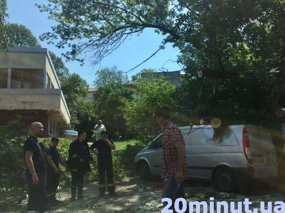 Біля "Оскару" дерево впало на три авто та перегородило дорогу, фото №1 на сайті 20minut.ua