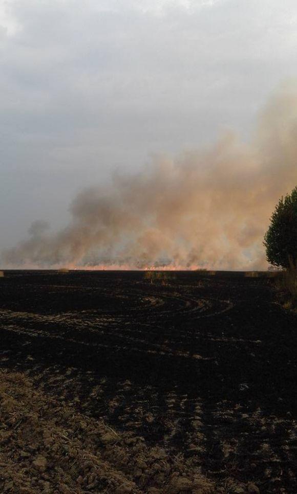 Масштабна пожежа під Вінницею: згоріло поле пшениці. Дим був до неба, фото №2 на сайті 20minut.ua