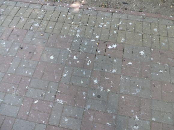 Птахів, які "бомблять" сквер Шевченка, будуть відлякувати “Коршуном” на сайті vsim.ua Птахів, які "бомблять" сквер Шевченка, будуть відлякувати “Коршуном”, фото №1 на сайті vsim.ua