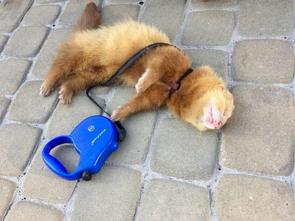 Вуличний музикант з тхором Яріком гастролюють у Тернополі на сайті 20minut.ua Вуличний музикант з тхором Яріком гастролюють у Тернополі, фото №1 на сайті 20minut.ua