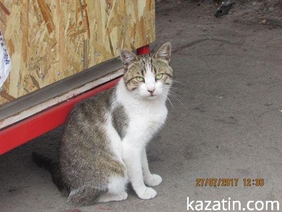 Базарний четвер Козятина 27 липня 2017, фото №2 на сайті 20minut.ua
