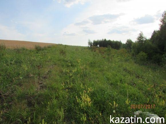 Спилювали берізки, поки громада не втрутилася на сайті 20minut.ua Спилювали берізки, поки громада не втрутилася, фото №1 на сайті 20minut.ua