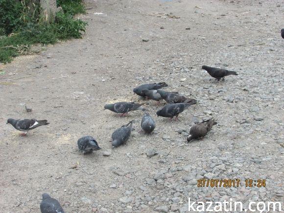 Базарний четвер Козятина 27 липня 2017, фото №5 на сайті 20minut.ua