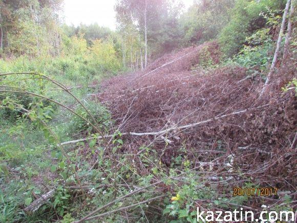 Спилювали берізки, поки громада не втрутилася на сайті 20minut.ua Спилювали берізки, поки громада не втрутилася, фото №3 на сайті 20minut.ua