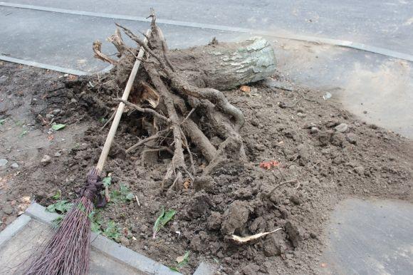 На Порика дерево впало на авто. Можливо, через пошкодження коріння екскаватором на сайті 20minut.ua На Порика дерево впало на авто. Можливо, через пошкодження коріння екскаватором, фото №4 на сайті 20minut.ua