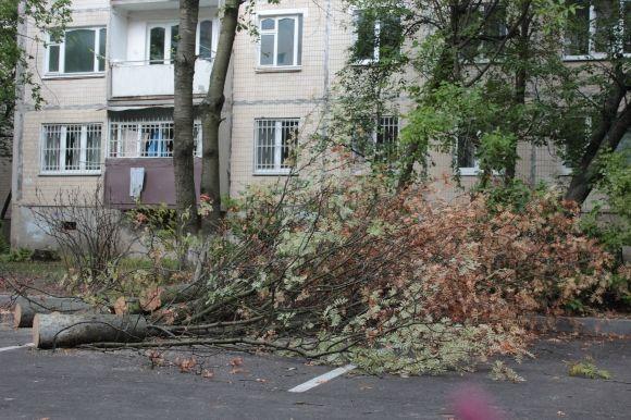 На Порика дерево впало на авто. Можливо, через пошкодження коріння екскаватором на сайті 20minut.ua На Порика дерево впало на авто. Можливо, через пошкодження коріння екскаватором, фото №3 на сайті 20minut.ua
