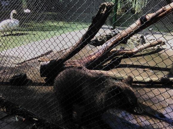 У хмельницькому зоокуточку тварини ховаються від сонця і впадають у сплячку на сайті vsim.ua У хмельницькому зоокуточку тварини ховаються від сонця і впадають у сплячку, фото №9 на сайті vsim.ua