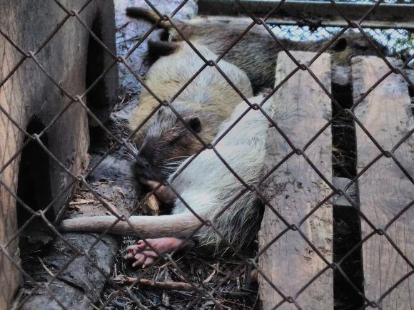 У хмельницькому зоокуточку тварини ховаються від сонця і впадають у сплячку на сайті vsim.ua У хмельницькому зоокуточку тварини ховаються від сонця і впадають у сплячку, фото №8 на сайті vsim.ua