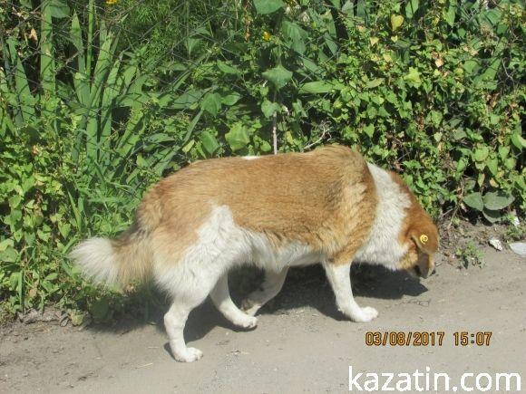 Тварин, птахи, люди, сміття, дорога  — район базару "Хлібодар", фото №3 на сайті 20minut.ua