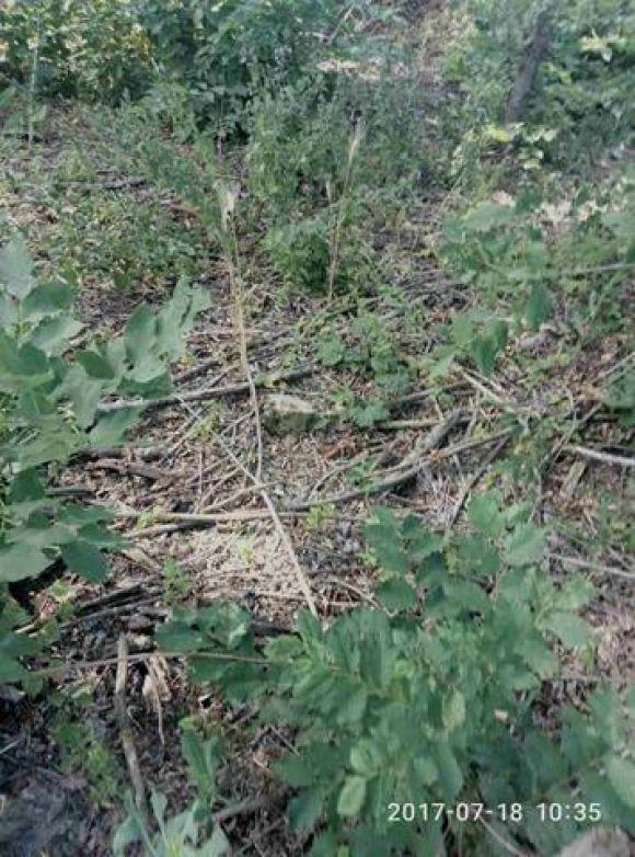 Біля Теплицького ліцею хтось вирізав дерева на більше 100 тисяч гривень, фото №1 на сайті 20minut.ua