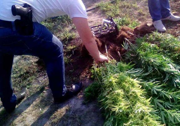 На Кам’янеччині чоловік вирощував понад 100 кущів коноплі в сучасній теплиці, фото №1 на сайті 20minut.ua