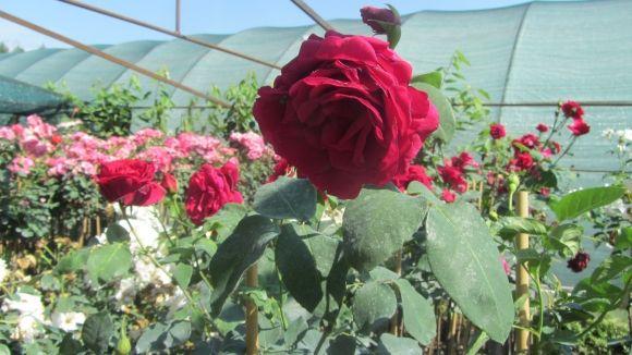 Новини Вінниці - фото з Трояндове поле під Вінницею: Яку квітку вирощують сім(!) років Трояндове поле під Вінницею: Яку квітку вирощують сім(!) років, фото №10 на сайті 20minut.ua
