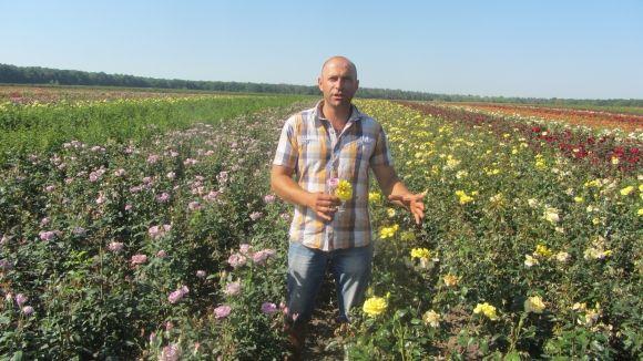 Новини Вінниці - фото з Трояндове поле під Вінницею: Яку квітку вирощують сім(!) років Трояндове поле під Вінницею: Яку квітку вирощують сім(!) років, фото №2 на сайті 20minut.ua