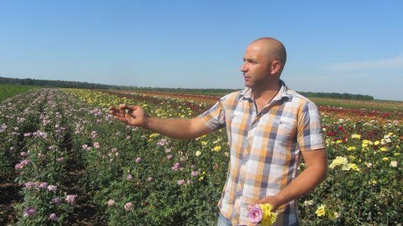 Новини Вінниці - фото з Трояндове поле під Вінницею: Яку квітку вирощують сім(!) років Трояндове поле під Вінницею: Яку квітку вирощують сім(!) років, фото №1 на сайті 20minut.ua