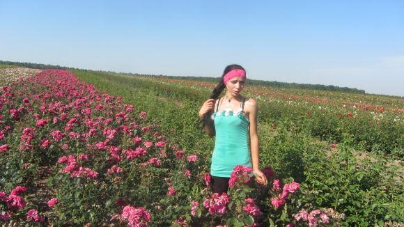 Новини Вінниці - фото з Трояндове поле під Вінницею: Яку квітку вирощують сім(!) років Трояндове поле під Вінницею: Яку квітку вирощують сім(!) років, фото №4 на сайті 20minut.ua