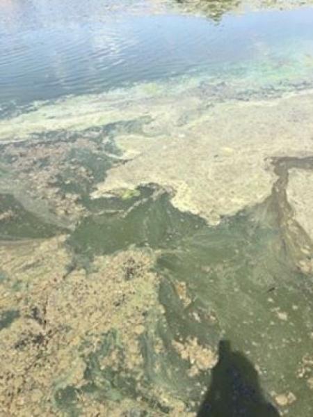 Буг вкритий білястою плівкою та рожево-сірим налітом. Екоінспекція не в курсі на сайті 20minut.ua Буг вкритий білястою плівкою та рожево-сірим налітом. Екоінспекція не в курсі, фото №1 на сайті 20minut.ua