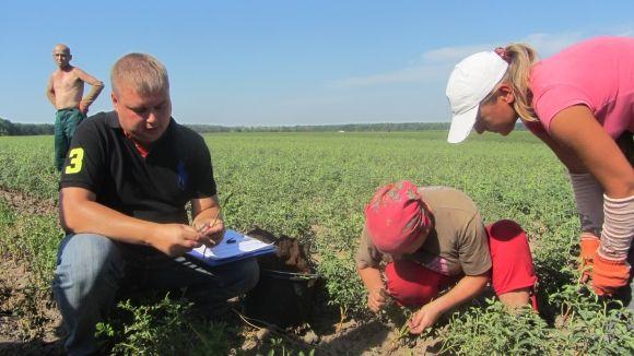 Новини Вінниці - фото з Трояндове поле під Вінницею: Яку квітку вирощують сім(!) років Трояндове поле під Вінницею: Яку квітку вирощують сім(!) років, фото №5 на сайті 20minut.ua