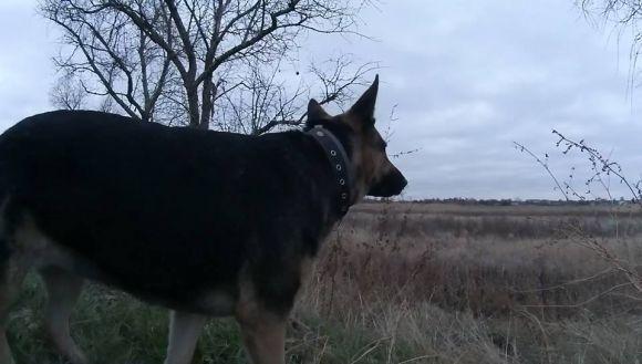 Фільм про вівчарку Баді з "Айдару"готовий! Але прем’єра не скоро, фото №7 на сайті 20minut.ua