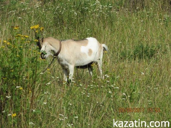 В Козятині знову спека, фото №7 на сайті 20minut.ua