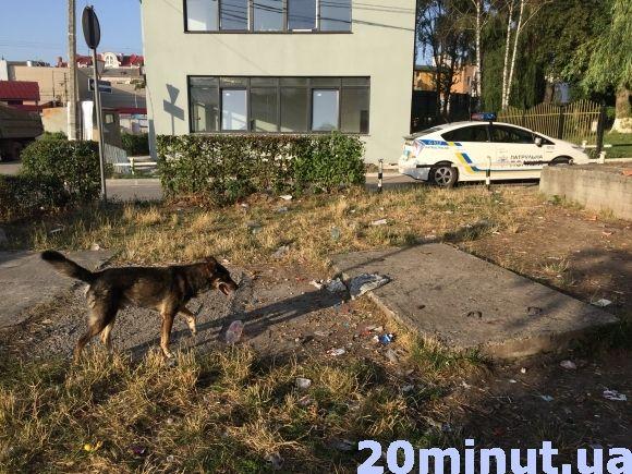 Цигани перетворили територію біля автовокзалу на звалище та туалет на сайті 20minut.ua Цигани перетворили територію біля автовокзалу на звалище та туалет, фото №2 на сайті 20minut.ua