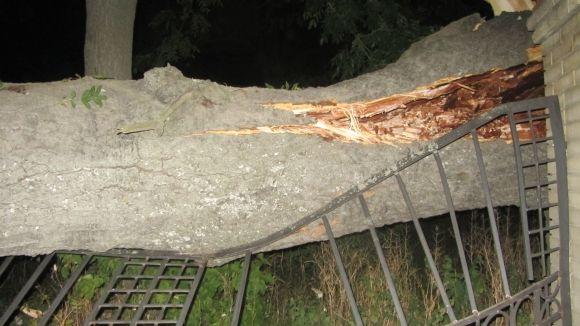 Новини Вінниці - фото з Стара тополя розтрощила два автомобілі. Перед цим з авто вийшла мама з дитиною Стара тополя розтрощила два автомобілі. Перед цим з авто вийшла мама з дитиною, фото №6 на сайті 20minut.ua