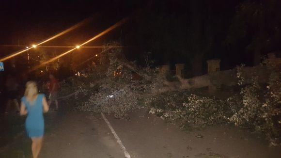 Новини Вінниці - фото з Стара тополя розтрощила два автомобілі. Перед цим з авто вийшла мама з дитиною Стара тополя розтрощила два автомобілі. Перед цим з авто вийшла мама з дитиною, фото №1 на сайті 20minut.ua