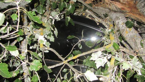 Новини Вінниці - фото з Стара тополя розтрощила два автомобілі. Перед цим з авто вийшла мама з дитиною Стара тополя розтрощила два автомобілі. Перед цим з авто вийшла мама з дитиною, фото №4 на сайті 20minut.ua