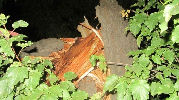 Новини Вінниці - фото з Стара тополя розтрощила два автомобілі. Перед цим з авто вийшла мама з дитиною Стара тополя розтрощила два автомобілі. Перед цим з авто вийшла мама з дитиною, фото №7 на сайті 20minut.ua