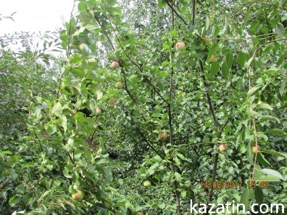 Холодний понеділок середини серпня у Козятині, фото №18 на сайті 20minut.ua