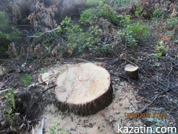 Лісорокрадачі в наглу грабують громадський ліс! Спонукають до екологічної катастрофи на сайті 20minut.ua Лісорокрадачі в наглу грабують громадський ліс! Спонукають до екологічної катастрофи, фото №8 на сайті 20minut.ua