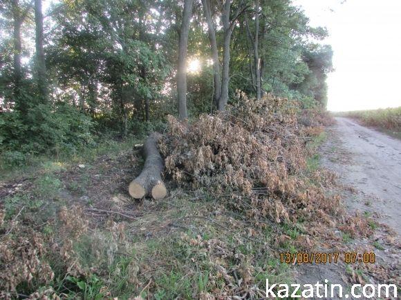 Лісорокрадачі в наглу грабують громадський ліс! Спонукають до екологічної катастрофи на сайті 20minut.ua Лісорокрадачі в наглу грабують громадський ліс! Спонукають до екологічної катастрофи, фото №2 на сайті 20minut.ua