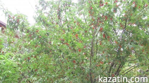 Холодний понеділок середини серпня у Козятині, фото №17 на сайті 20minut.ua