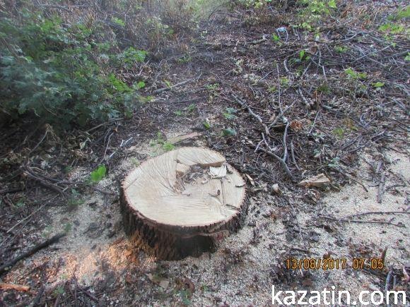 Лісорокрадачі в наглу грабують громадський ліс! Спонукають до екологічної катастрофи на сайті 20minut.ua Лісорокрадачі в наглу грабують громадський ліс! Спонукають до екологічної катастрофи, фото №7 на сайті 20minut.ua