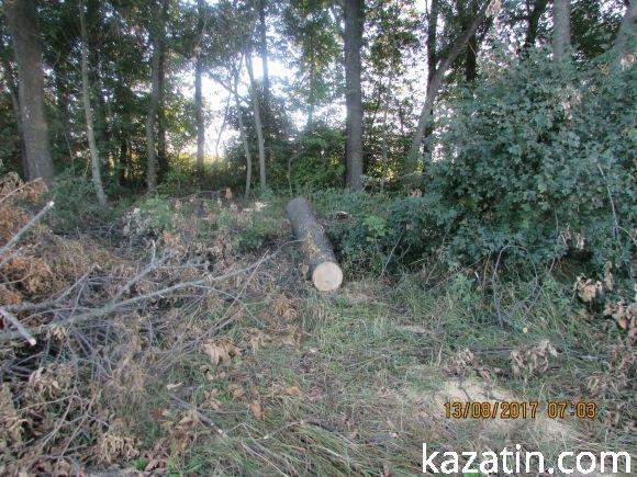 Лісорокрадачі в наглу грабують громадський ліс! Спонукають до екологічної катастрофи на сайті 20minut.ua Лісорокрадачі в наглу грабують громадський ліс! Спонукають до екологічної катастрофи, фото №4 на сайті 20minut.ua