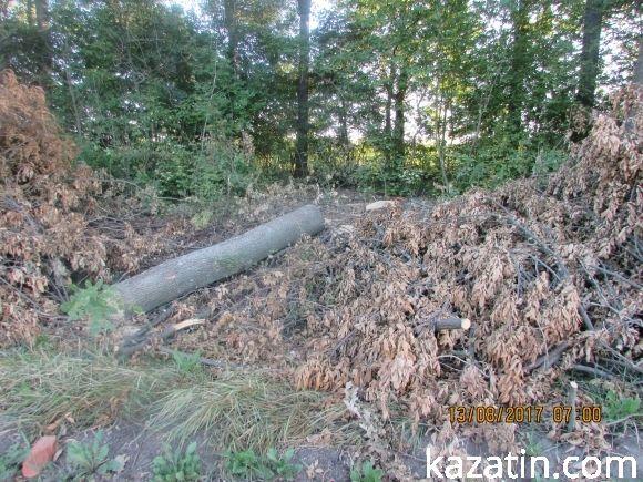 Лісорокрадачі в наглу грабують громадський ліс! Спонукають до екологічної катастрофи на сайті 20minut.ua Лісорокрадачі в наглу грабують громадський ліс! Спонукають до екологічної катастрофи, фото №1 на сайті 20minut.ua