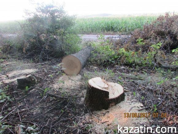 Лісорокрадачі в наглу грабують громадський ліс! Спонукають до екологічної катастрофи на сайті 20minut.ua Лісорокрадачі в наглу грабують громадський ліс! Спонукають до екологічної катастрофи, фото №6 на сайті 20minut.ua