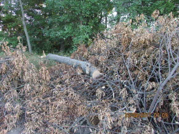 Лісорокрадачі в наглу грабують громадський ліс! Спонукають до екологічної катастрофи на сайті 20minut.ua Лісорокрадачі в наглу грабують громадський ліс! Спонукають до екологічної катастрофи, фото №10 на сайті 20minut.ua