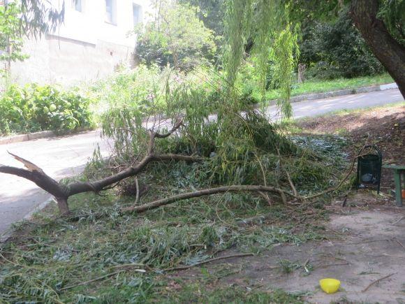 Фото дня: на дитячий майданчик по Тернопільській впало дерево, фото №2 на сайті vsim.ua