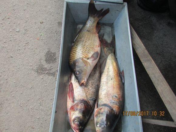 Рибу в Козятині продовжують продавати в невстановлених місцях, фото №1 на сайті 20minut.ua