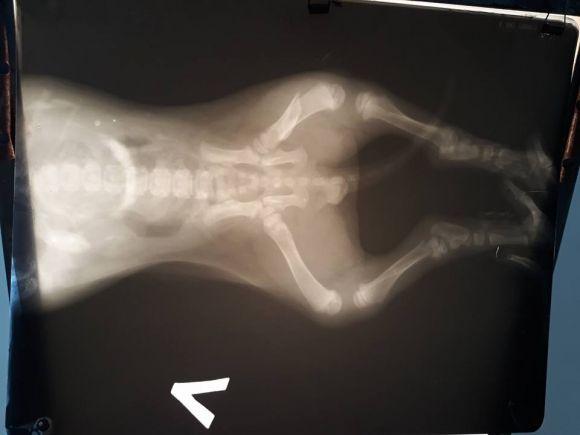 Тернопільський таксист збив собачку. Тепер таксофірма опікуватиметься цуценям на сайті 20minut.ua Тернопільський таксист збив собачку. Тепер таксофірма опікуватиметься цуценям, фото №2 на сайті 20minut.ua