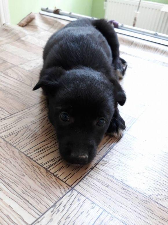 Тернопільський таксист збив собачку. Тепер таксофірма опікуватиметься цуценям на сайті 20minut.ua Тернопільський таксист збив собачку. Тепер таксофірма опікуватиметься цуценям, фото №1 на сайті 20minut.ua