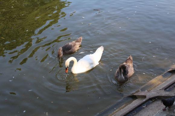 Фото дня. Малі лебеді підросли і стали схожими на батьків, фото №4 на сайті 20minut.ua