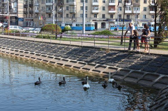 Фото дня. Малі лебеді підросли і стали схожими на батьків, фото №5 на сайті 20minut.ua