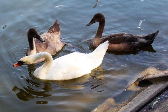Фото дня. Малі лебеді підросли і стали схожими на батьків, фото №2 на сайті 20minut.ua