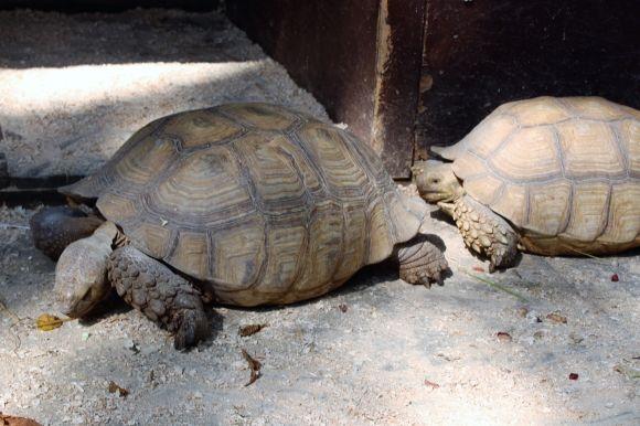 У Центральному парку оселилися африканські черепахи на сайті 20minut.ua У Центральному парку оселилися африканські черепахи, фото №2 на сайті 20minut.ua