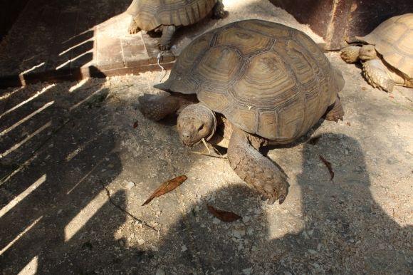 У Центральному парку оселилися африканські черепахи на сайті 20minut.ua У Центральному парку оселилися африканські черепахи, фото №1 на сайті 20minut.ua