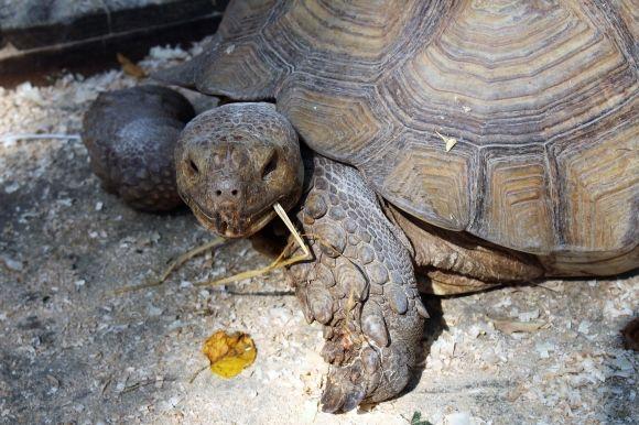 У Центральному парку оселилися африканські черепахи на сайті 20minut.ua У Центральному парку оселилися африканські черепахи, фото №5 на сайті 20minut.ua