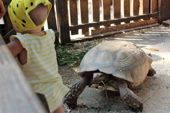 У Центральному парку оселилися африканські черепахи на сайті 20minut.ua У Центральному парку оселилися африканські черепахи, фото №3 на сайті 20minut.ua